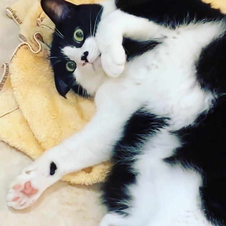 2匹目の猫ちゃん🐈