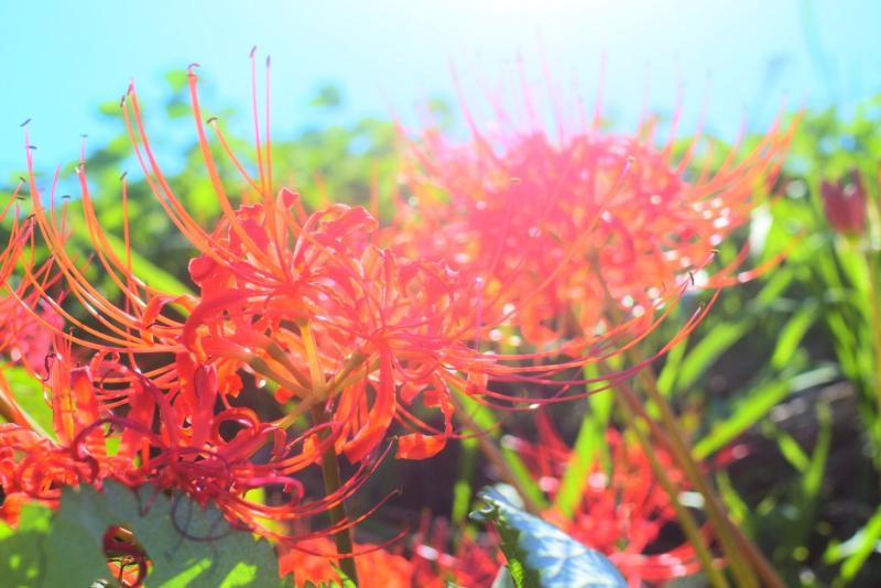 彼岸花