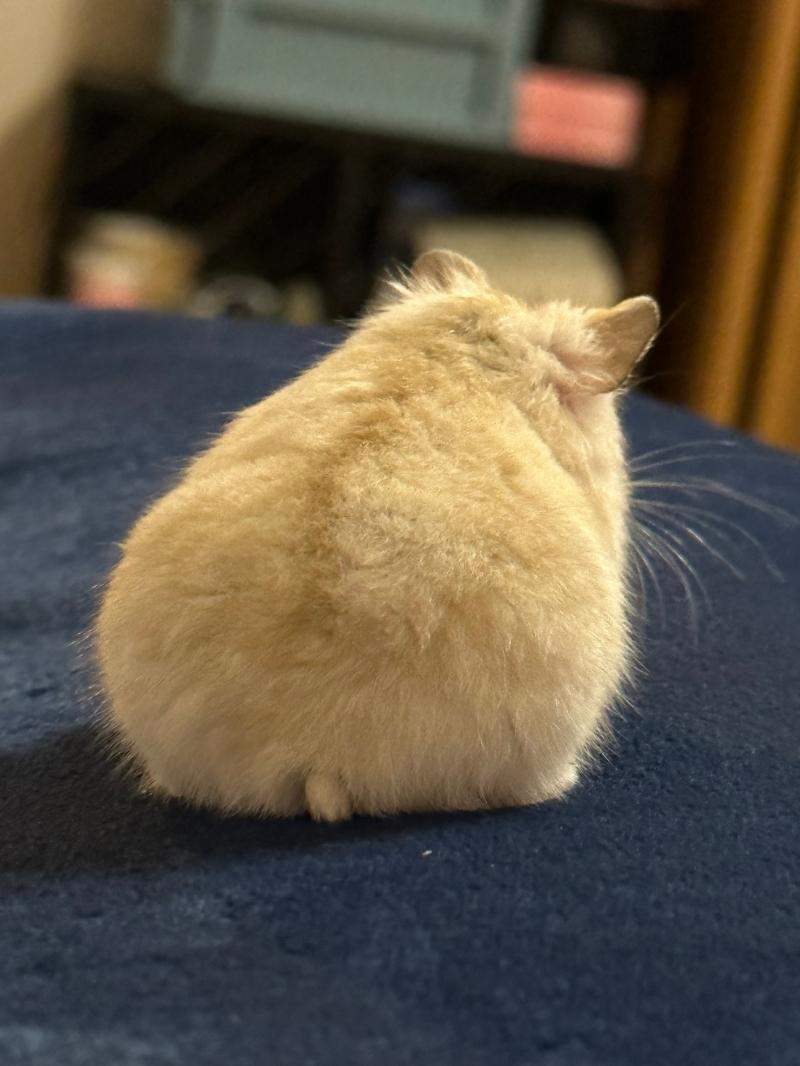 ペット紹介🐹