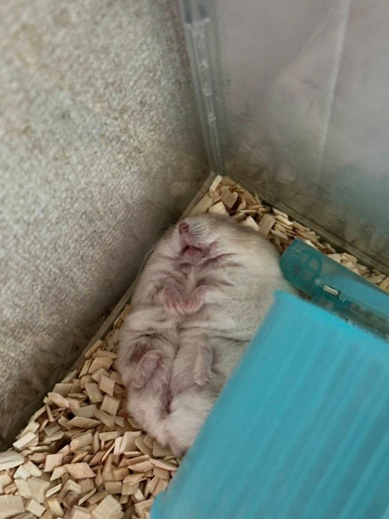 ペットのトロちゃん🐹
