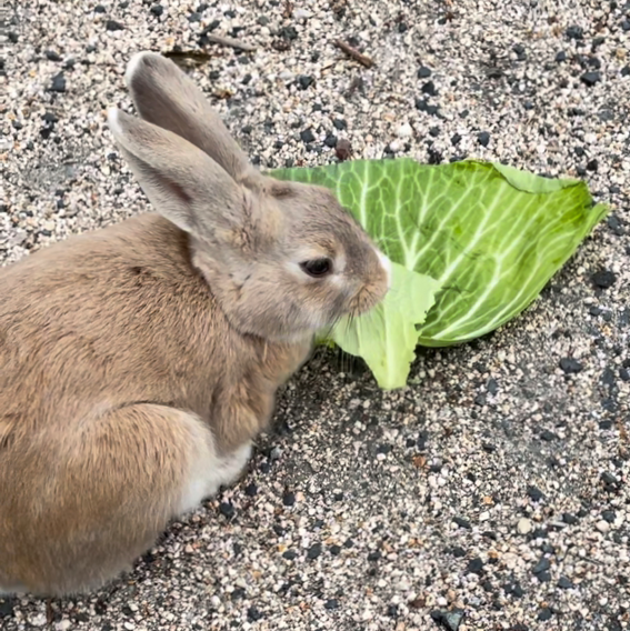 ウサギ島へキャベツを片手に