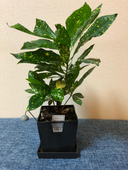 サッシ インプラスのご相談は広島県のｌｉｘｉｌｆｃマドリエ福山中央