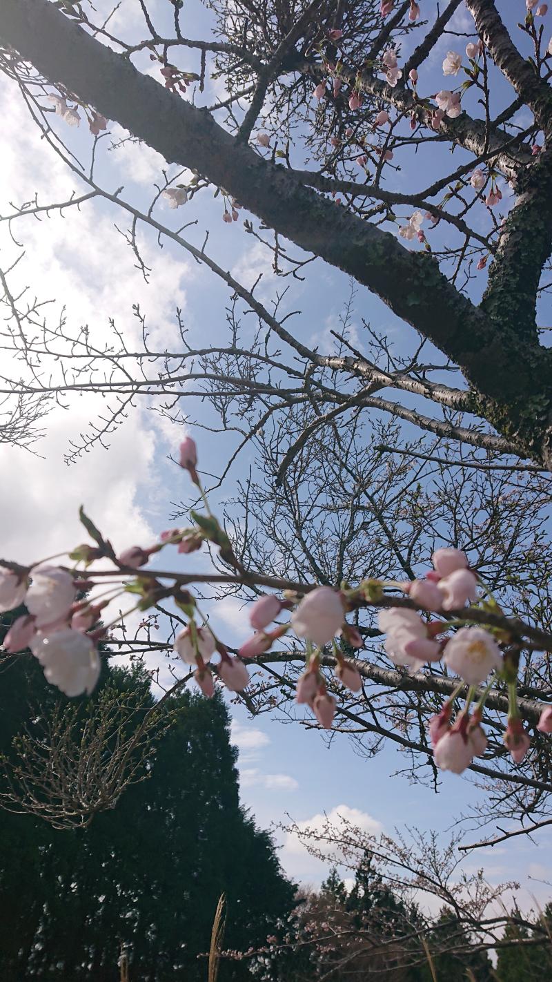 🌸満開までもうすぐ🌸