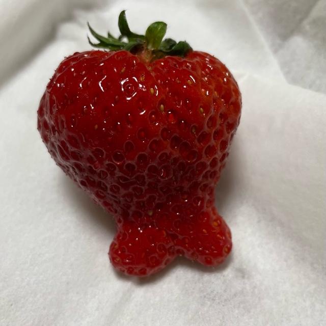 珍苺🍓