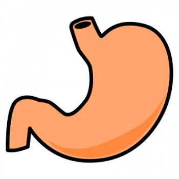 最も人気のある 胃 イラスト 無料