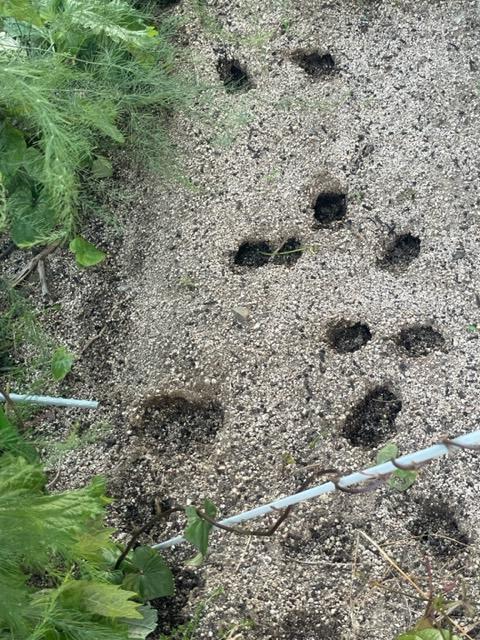 家庭菜園　鹿被害