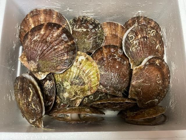 ホタテの頂き物