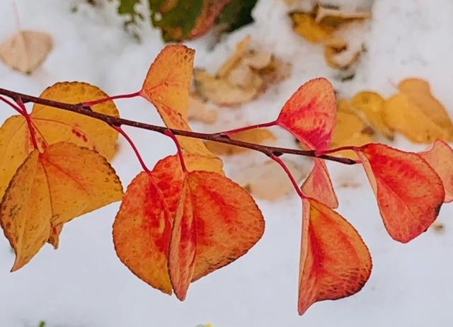 雪の季節が来ました。