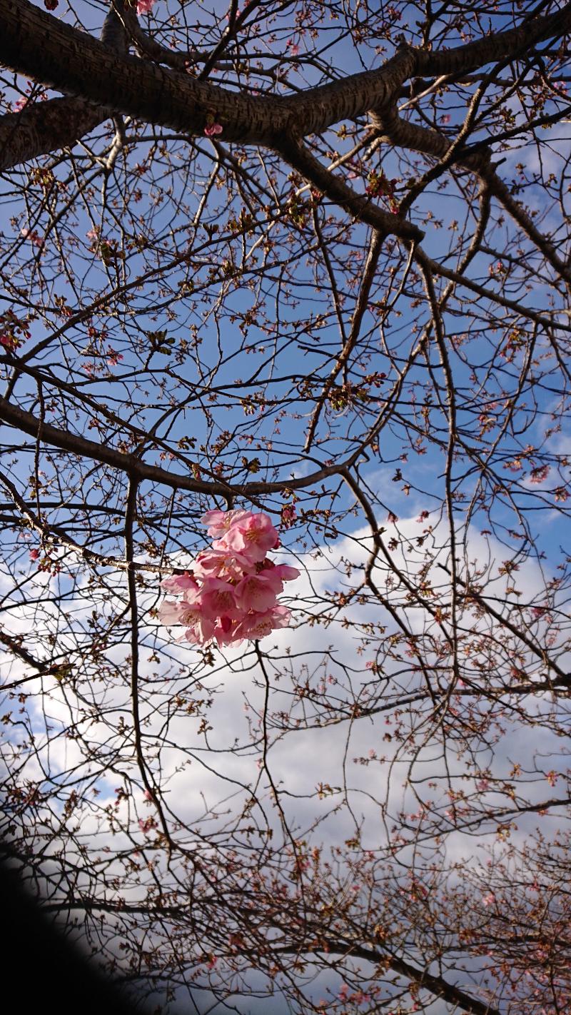 春の足音‥