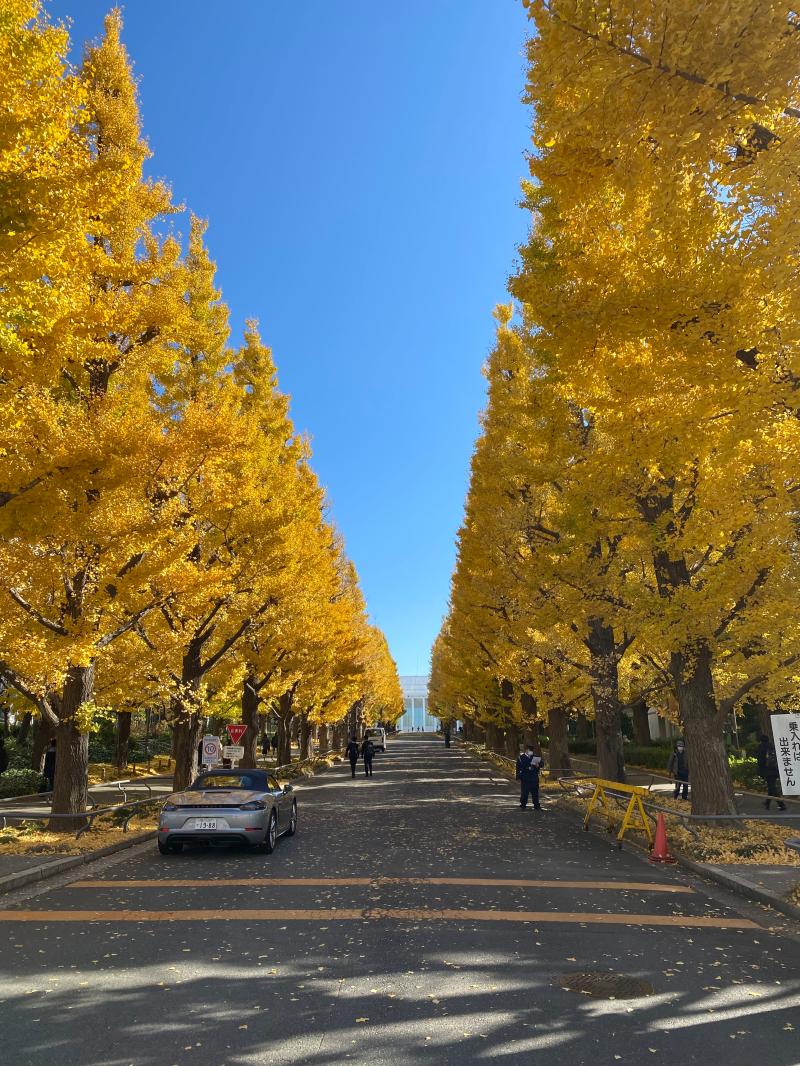 日吉のイチョウ並木　2023　