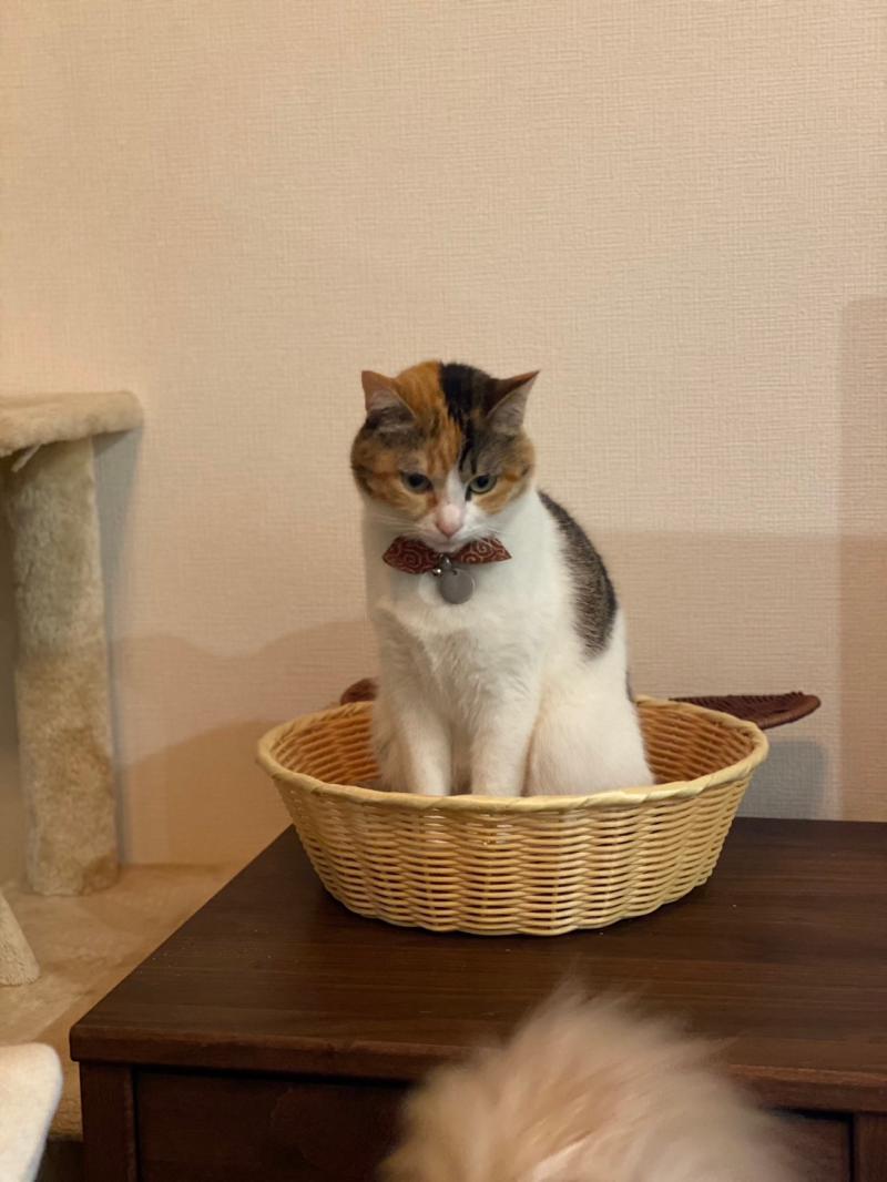 意識高い系猫