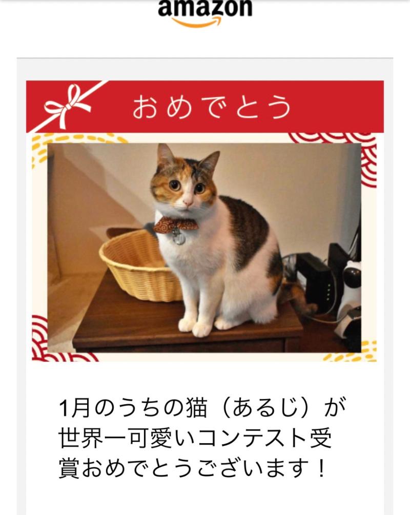 ２月22日は猫の日🐾