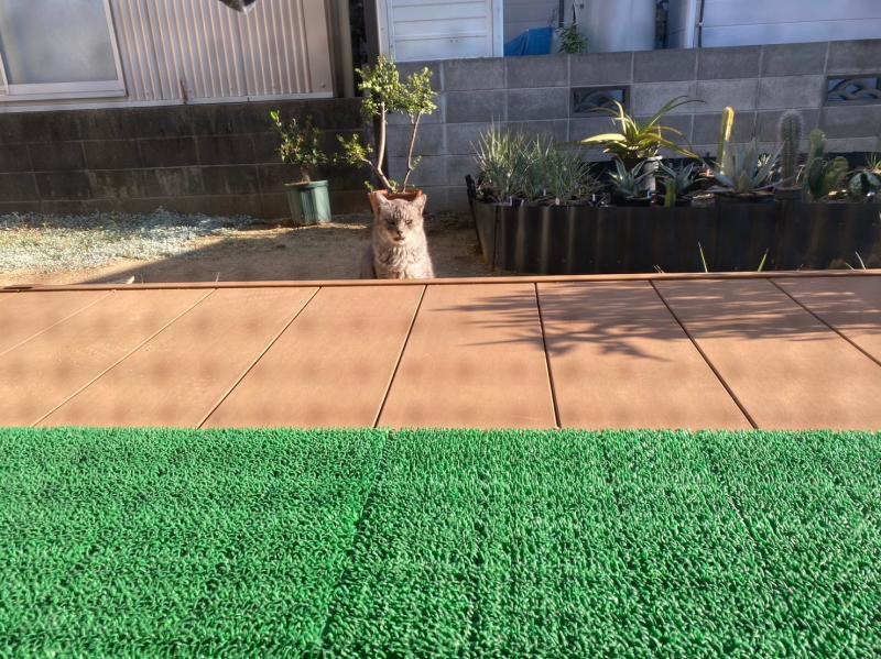猫のいる暮らし