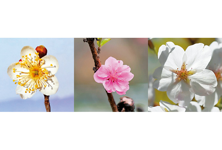 違い 梅 と 桜の