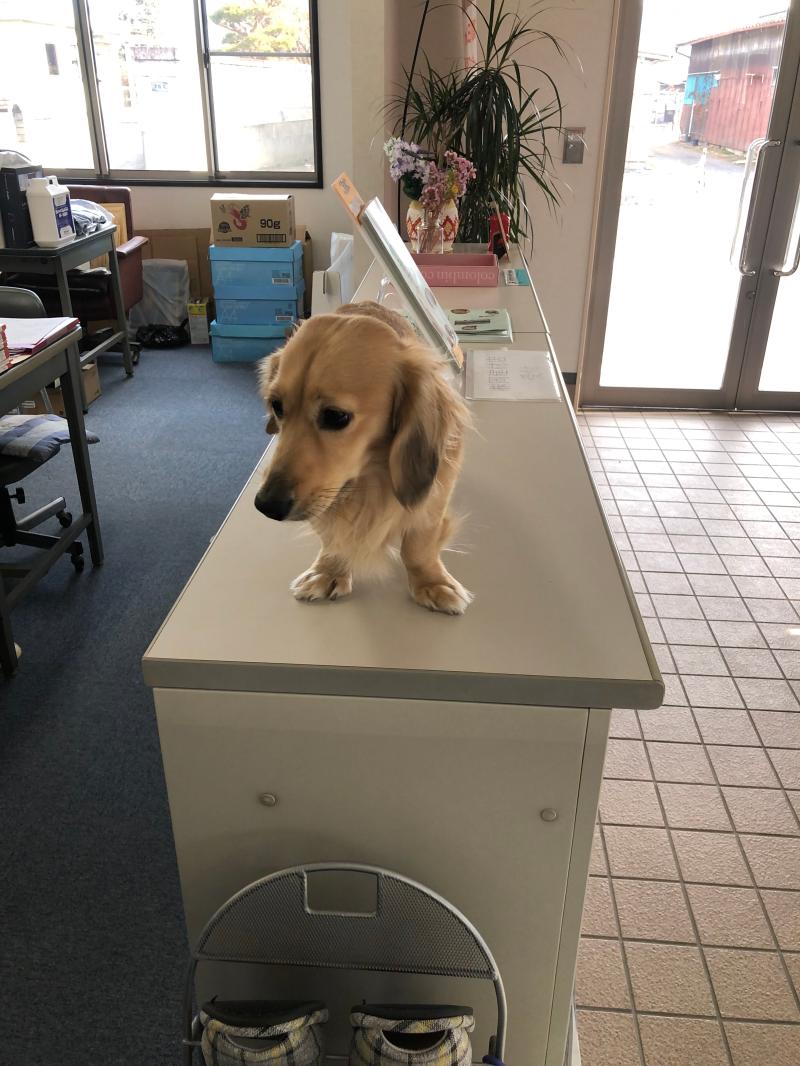 社長の愛犬あらた君の会社訪問です。