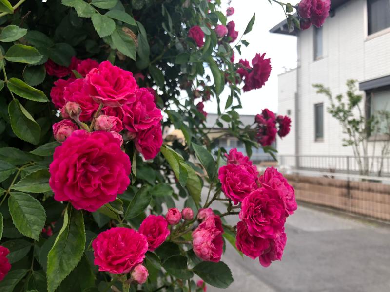 佐野市植下町にポスティングに行きました。