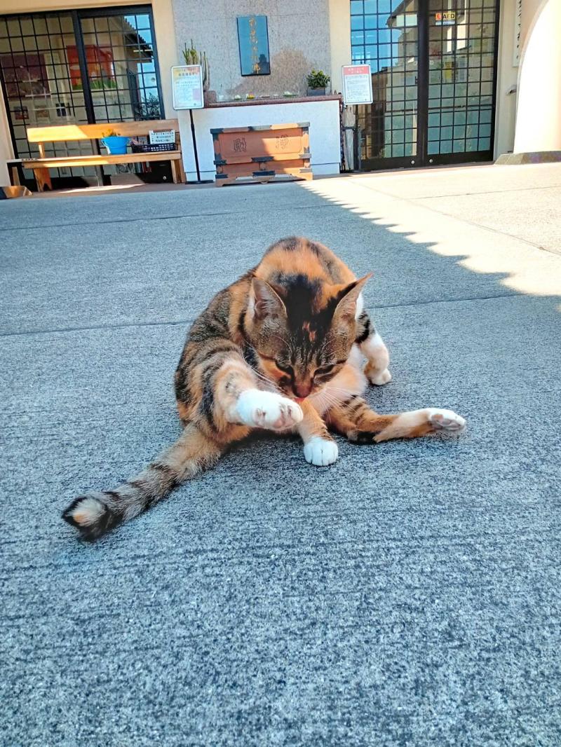 🐈寺ネコになった・・・ちょび🐾