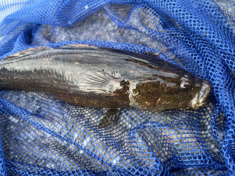 サッシ インプラスのご相談は埼玉県のｌｉｘｉｌｆｃマドリエ武蔵浦和