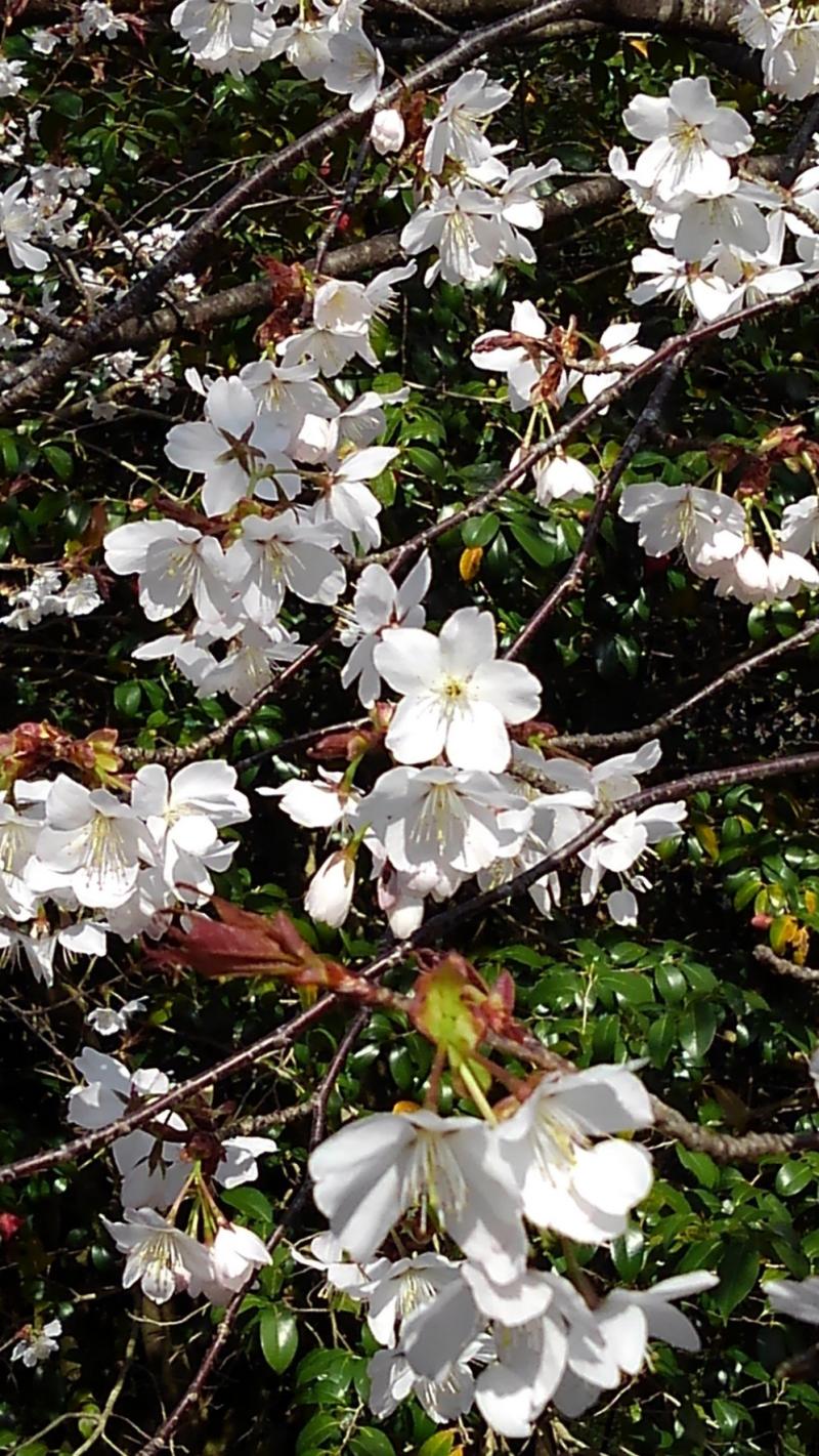桜🌸