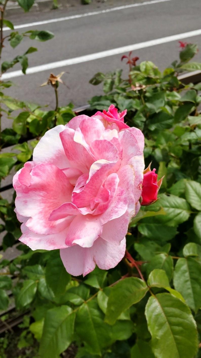 花壇