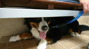 サッシ インプラスのご相談は広島県のｌｉｘｉｌｆｃマドリエ三次