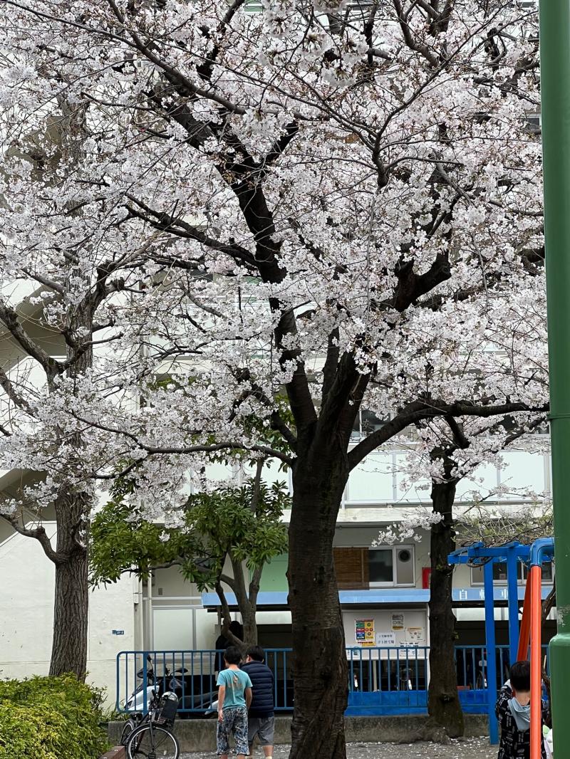 さくら満開