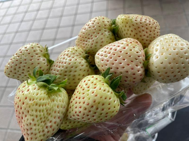 🍓珍しい🍓