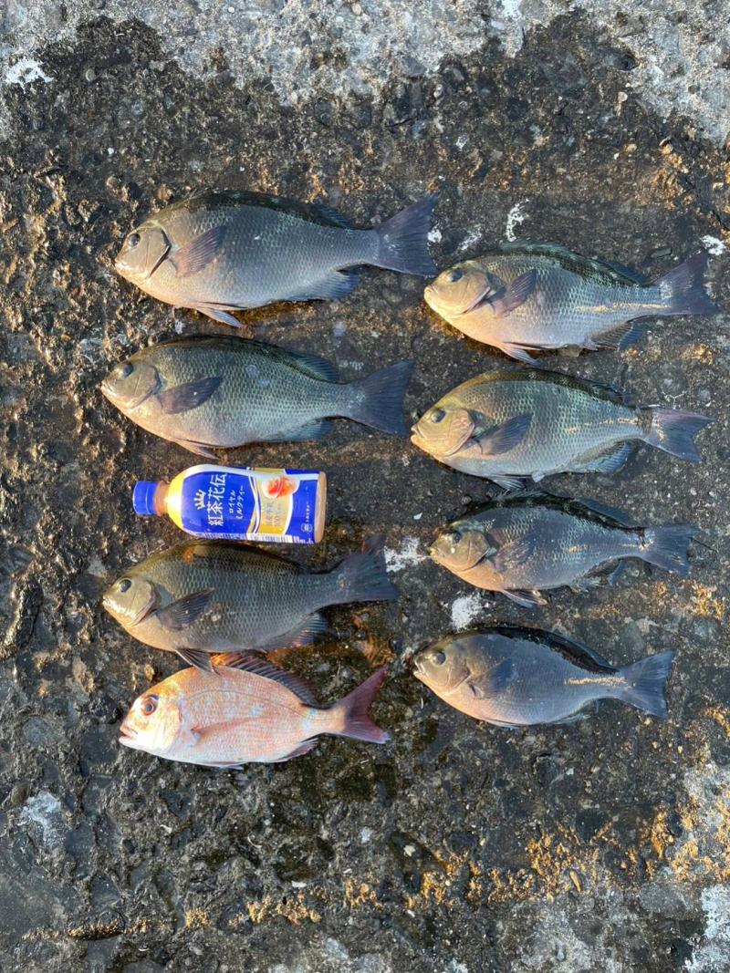🐟魚釣り🐟