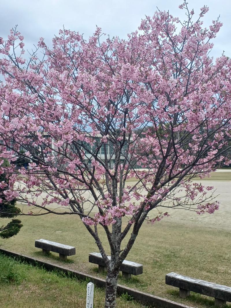 満開🌸