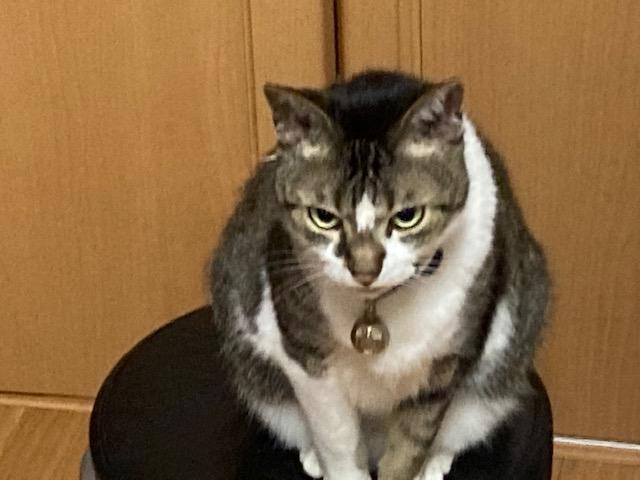ウォーキング日記　清水
