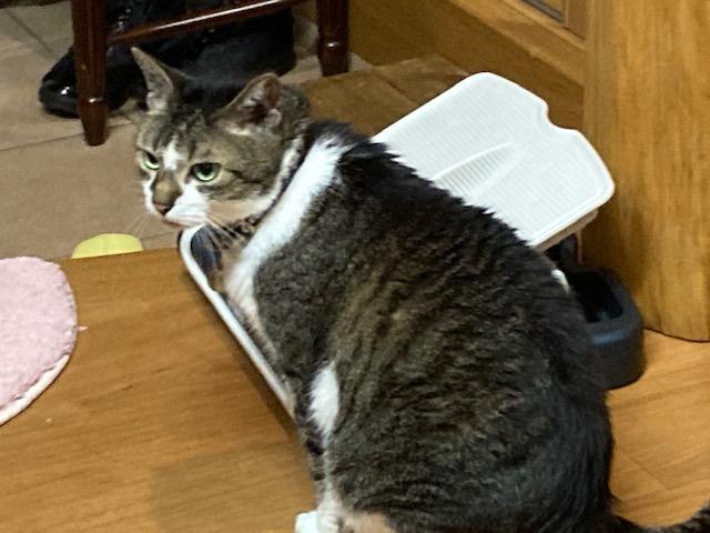 ウォーキング日記　清水