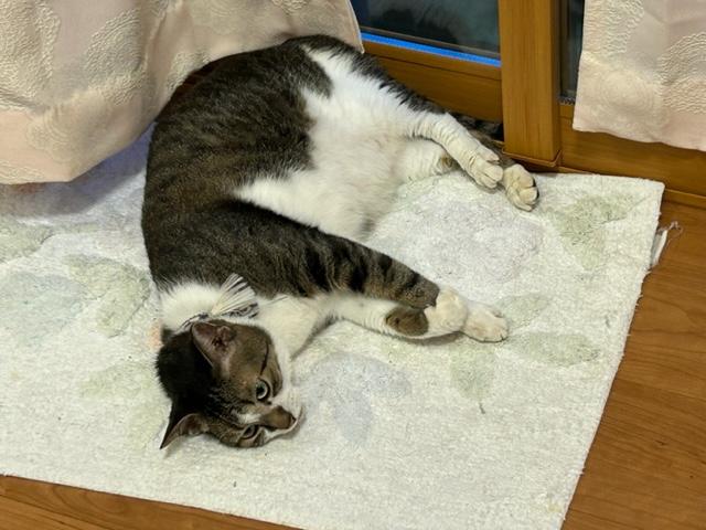 ウォーキング日記　清水