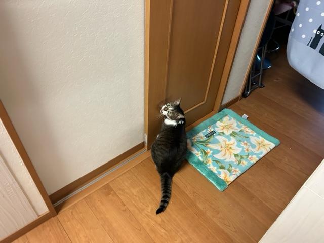 ウォーキング日記　清水