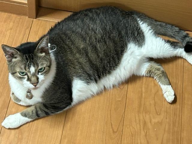 ウォーキング日記　清水