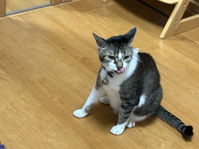 ウォーキング日記　清水