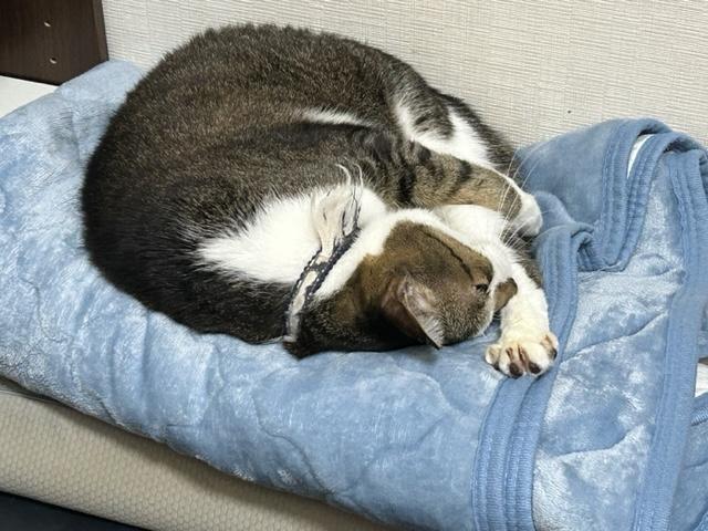 ウォーキング日記　清水