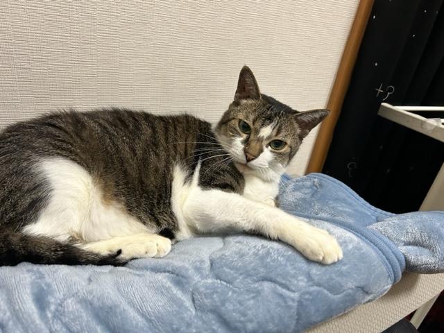 ウォーキング日記　清水