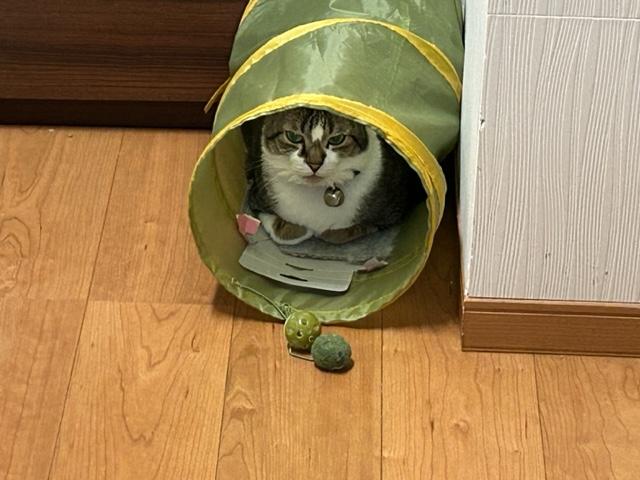 ウォーキング日記　清水