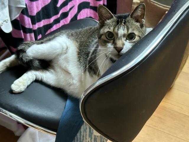 ウォーキング日記　清水
