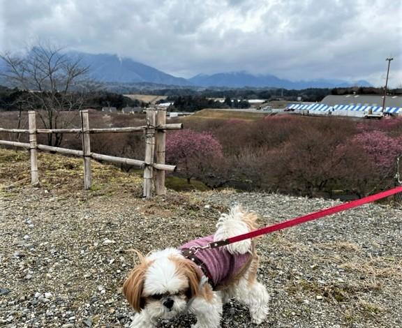梅林公園。