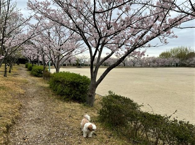桜咲きましたね。