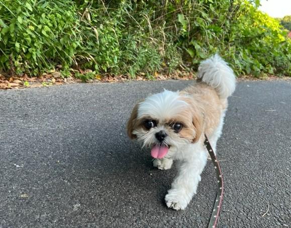 何の虫のたまご？