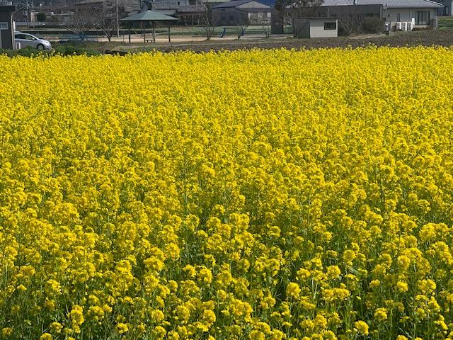 今年も菜の花がきれいに咲きました