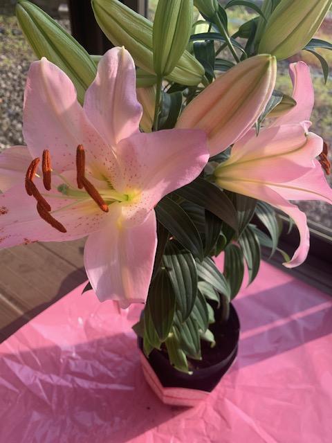 母の日に百合の花