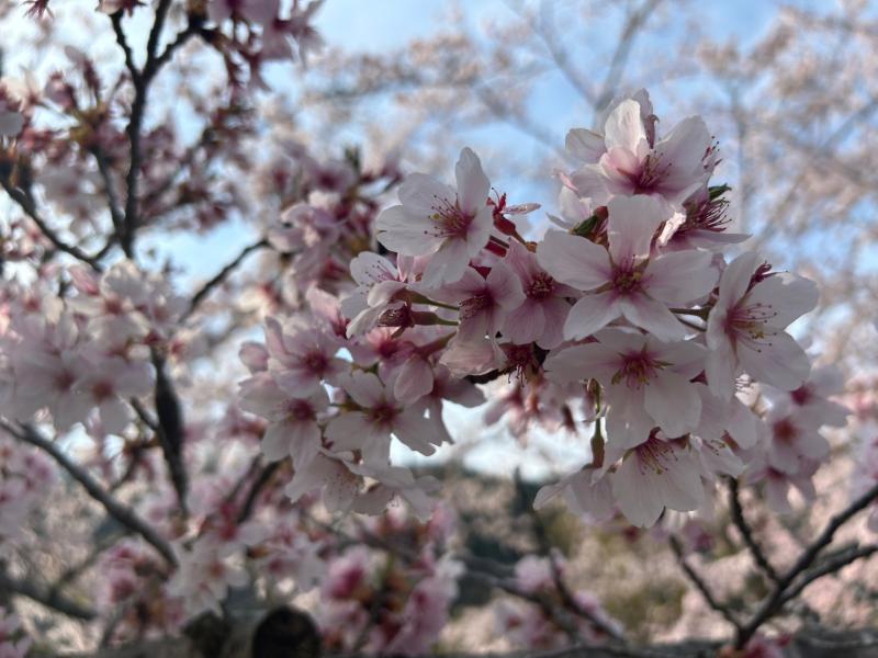 お花見🌸