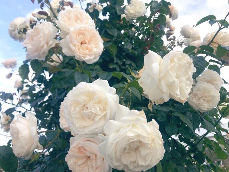 薔薇の名所
