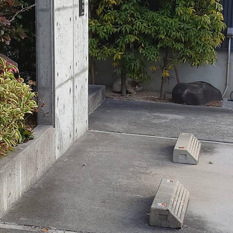 きさま、見ているな！