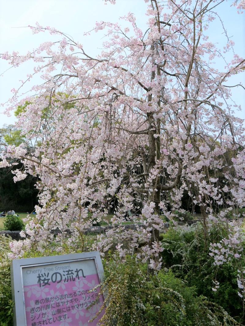 万博公園桜まつり