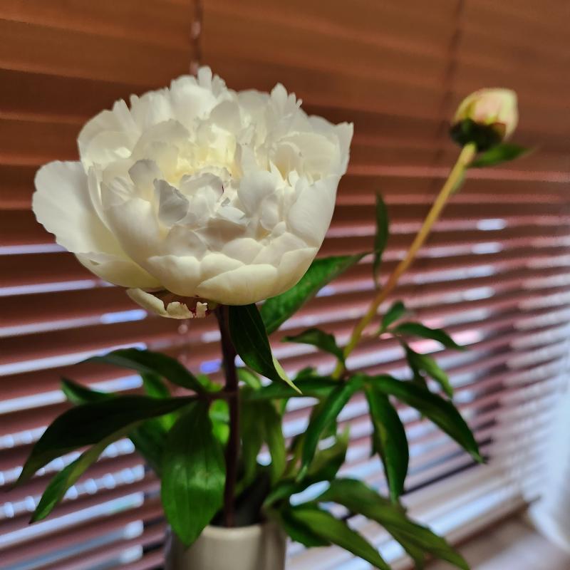 芍薬がきれいに開き始めました
