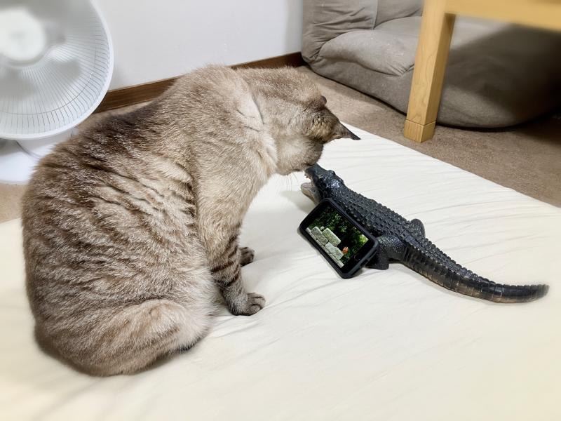 ~YouTubeに猫も夢中~